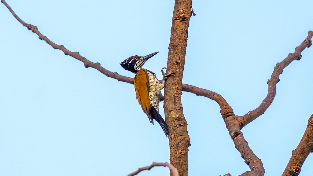 Greater Flameback